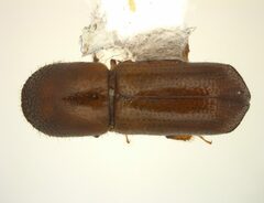 Xyleborus glabratus