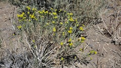 Chrysothamnus viscidiflorus puberulus