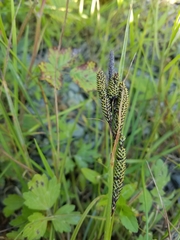 Carex kelloggii