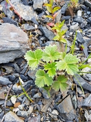 Potentilla × villosula