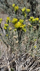 Chrysothamnus viscidiflorus puberulus