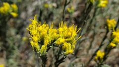 Chrysothamnus viscidiflorus puberulus