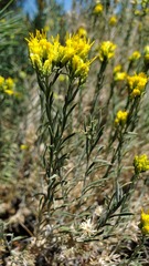 Chrysothamnus viscidiflorus puberulus