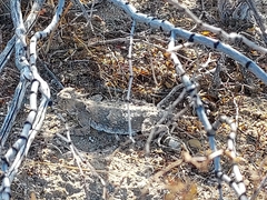 Phrynosoma goodei