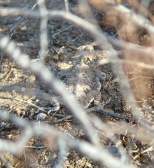 Phrynosoma goodei