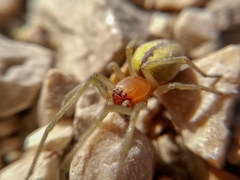 Cheiracanthium punctorium
