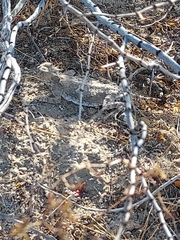 Phrynosoma goodei