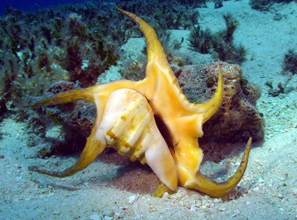 Photo of Goat's Foot Conch (Lambis chiragra)