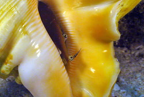 Photo of Goat's Foot Conch (Lambis chiragra)