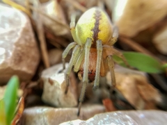 Cheiracanthium punctorium