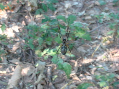 Trichonephila sexpunctata