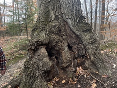 Cryphonectria parasitica