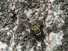 Microphthalma europaea