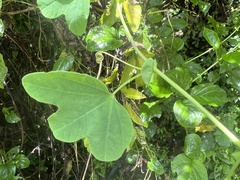 Passiflora resticulata