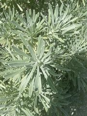 Tournefortia gnaphalodes