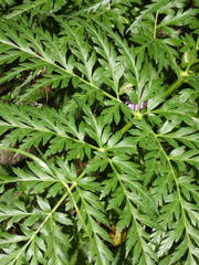 Molopospermum peloponnesiacum