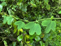 Passiflora resticulata