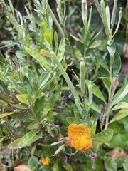 Streptosolen