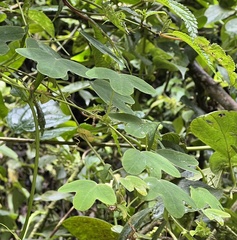 Passiflora resticulata
