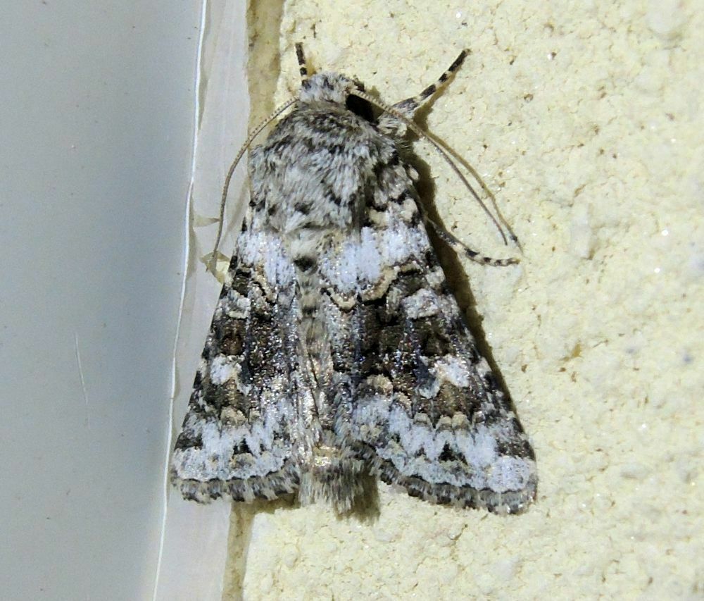 Broad-barred White