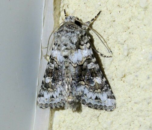Broad-barred White