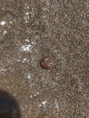 Hyperiidae