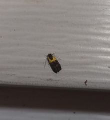 Rectiostoma xanthobasis