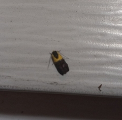 Rectiostoma xanthobasis