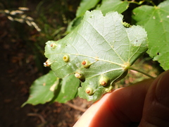 Didymomyia tiliacea