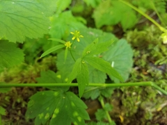 Ranunculus uncinatus