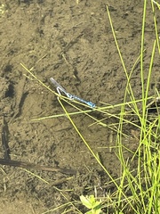 Enallagma doubledayi