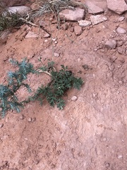 Lomatium latilobum