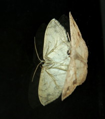 Scopula pulchellata