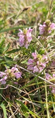 Pedicularis sudetica