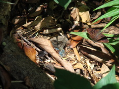 Anastrus sempiternus