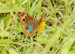 Junonia genoveva