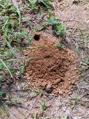 Sphex ichneumoneus
