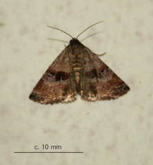 Eustrotiinae