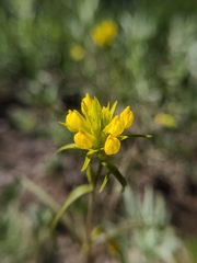 Orthocarpus luteus