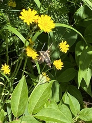 Hemaris aethra