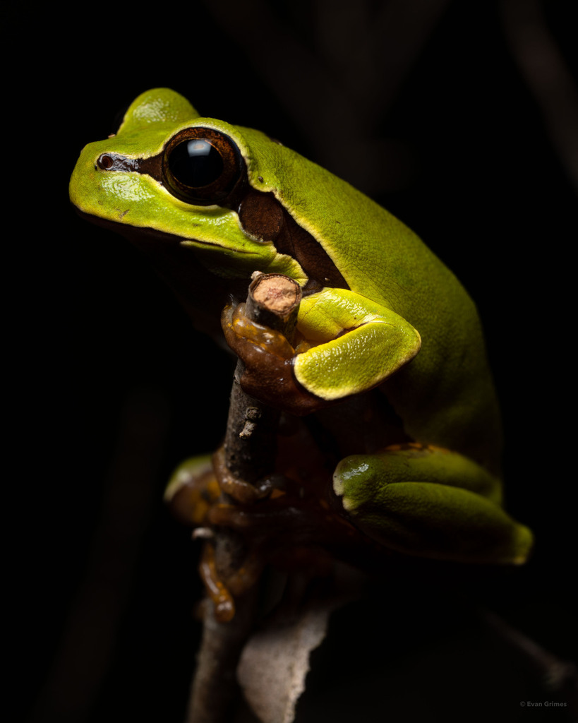 Pine Barrens Treefrog in June 2022 by evangrimes. Known populations in ...