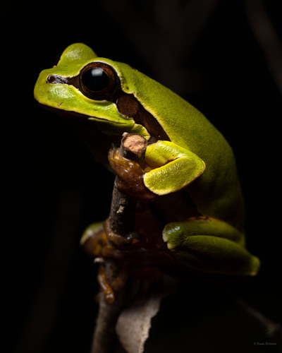 Pine barrens tree frog (Dryophytes andersonii), a species recorded in North Carolina