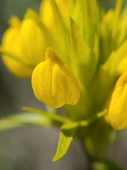 Orthocarpus luteus