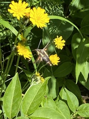 Hemaris aethra
