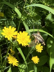 Hemaris aethra