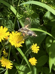 Hemaris aethra