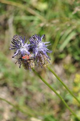Phyteuma betonicifolium