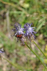 Phyteuma betonicifolium