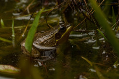 Lithobates okaloosae
