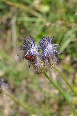 Phyteuma betonicifolium